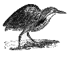 American Bittern
