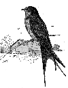 Barn Swallow
