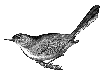 Blue-gray Gnatcatcher
