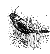 Bobolink
