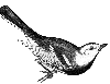 Black-throated Green Warbler
