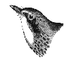 Canada Warbler
