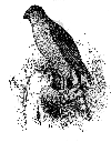 Cooper's Hawk

