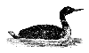 Common Loon
