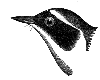 Common Yellowthroat
