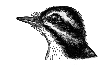Downy Woodpecker
