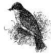 Eastern Kingbird
