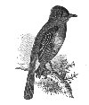 Great Crested Flycatcher
