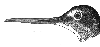 Greater Yellowlegs
