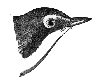 Kentucky Warbler
