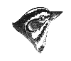 Lark Sparrow
