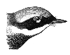 Magnolia Warbler
