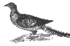 Passenger Pigeon
