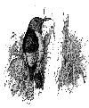Red-headed Woodpecker
