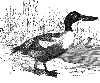 Northern Shoveller
