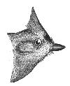 Tufted Titmouse
