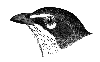 Yellow-breasted Chat
